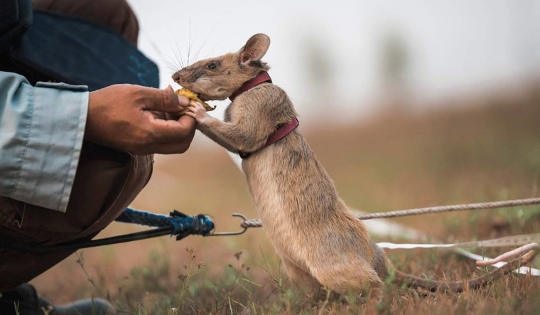 magawa-rat-cambodia-landmines-reuters