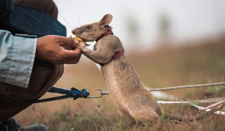 [File] Magawa, the African giant pouched rat