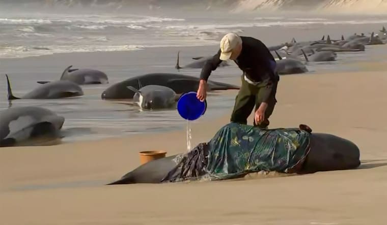 In this image made from a video, a rescuer pours water on one of stranded whales on Ocean Beach, near Strahan, Australia Wednesday, Sept. 21, 2022 | AP