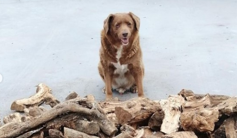 World's Oldest Dog: Spike