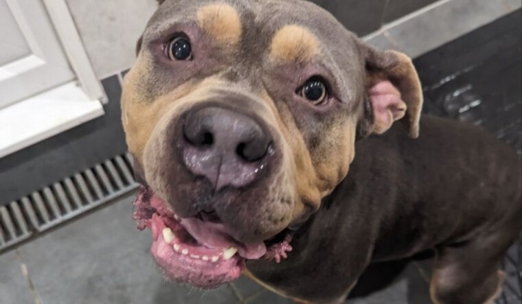 Image of a Bully dog used for representation | Twitter