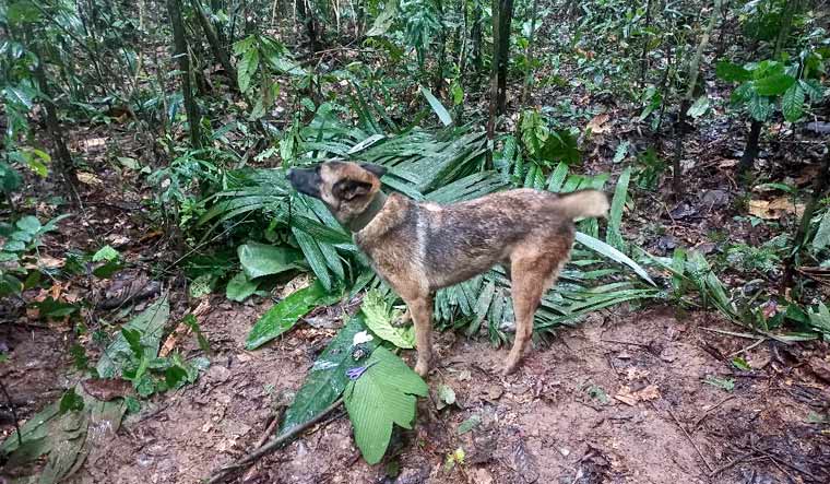 A sniffer dog stands next to a pair of scissors found in the forest in a rural area of the municipality of Solano, department of Caqueta, Colombia, on May 17, 2023 | Colombian Army