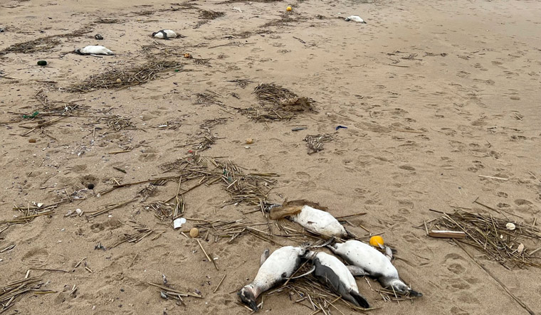 Penguins-dead-along-Uruguay-coast-afp