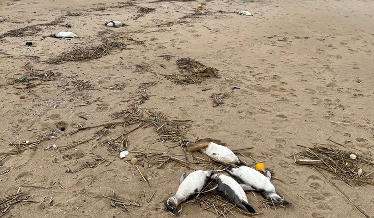 Penguins-dead-along-uruguay-coast-afp