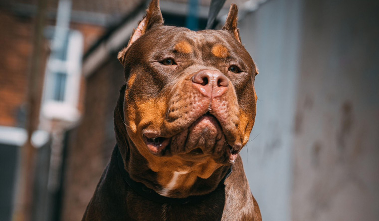 NOT DANGEROUS! THE GIANT XL AMERICAN BULLY DOG 