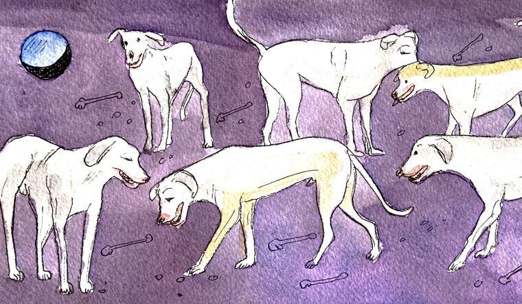 68-dogs-new