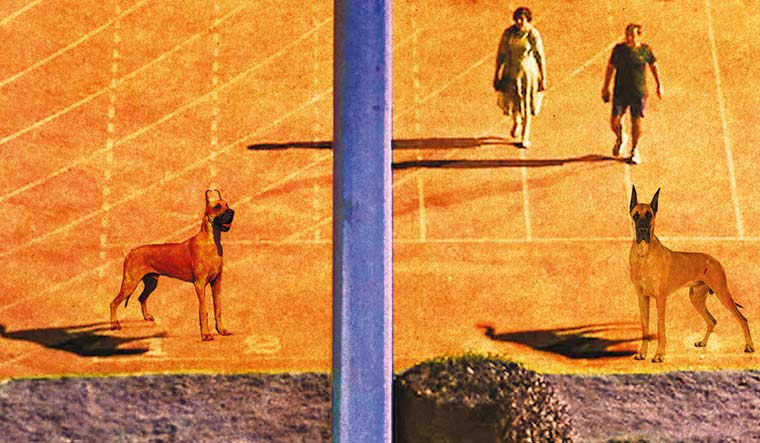 74-Rough-ride-for-Rocky-new