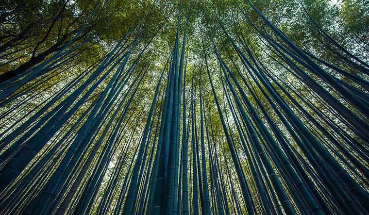 Sagano bamboo forest, Japan | Namit khanna