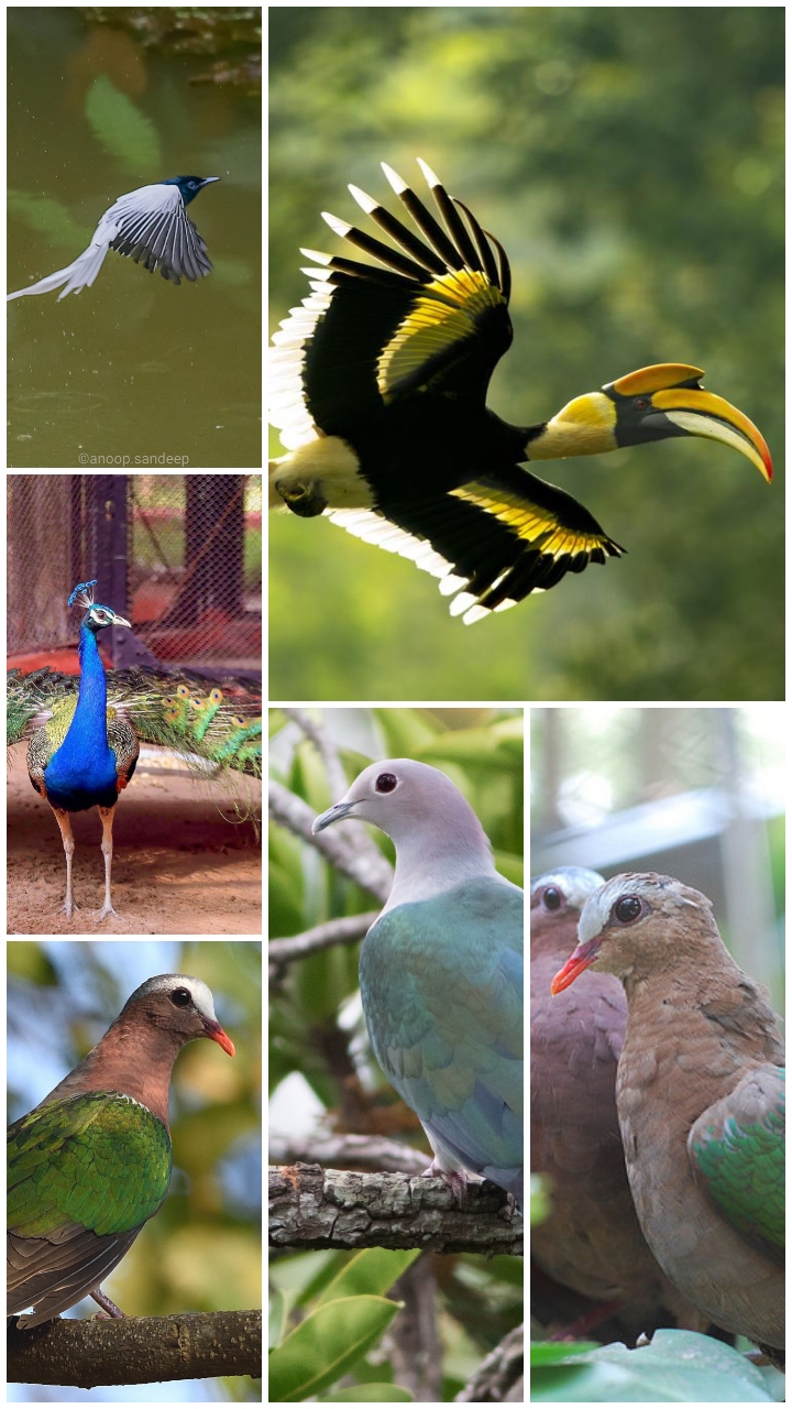National Bird Day: How many of these dazzling Indian state birds can you identify?