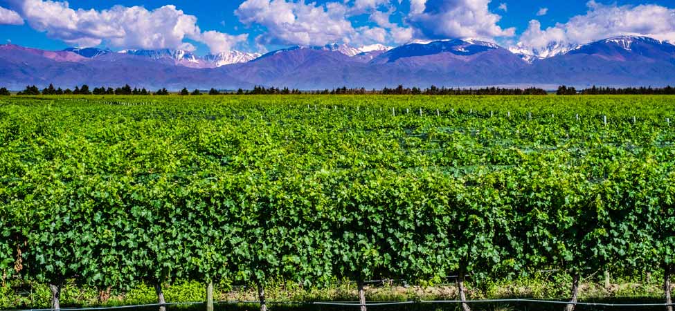 mendoza-argentina-vineyard