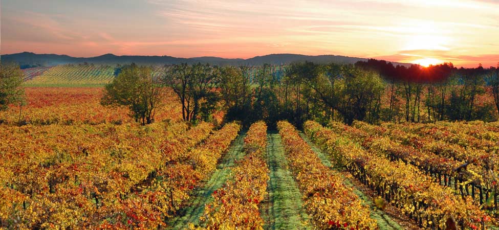 sonoma-county-california-vineyard
