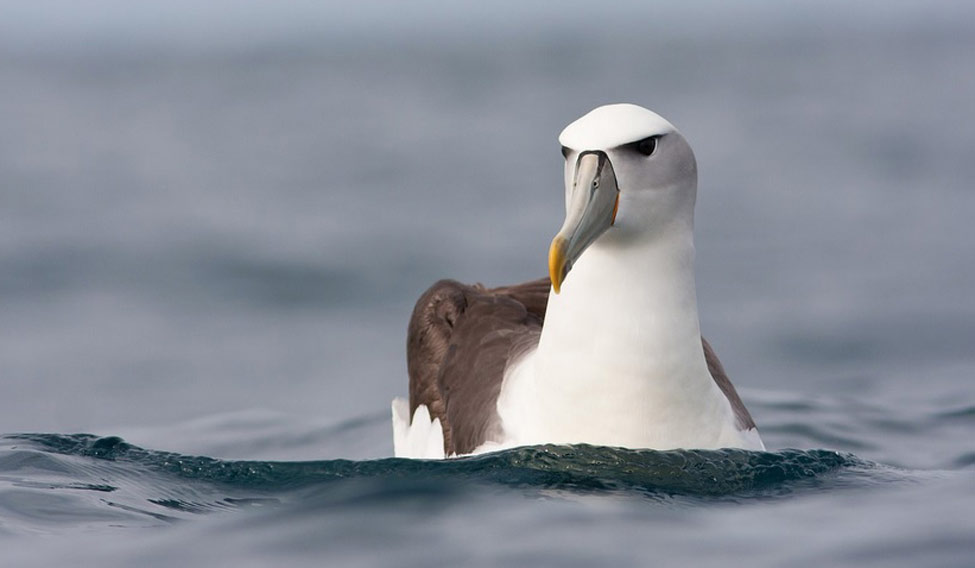 What Is A Seabird 4 Letters