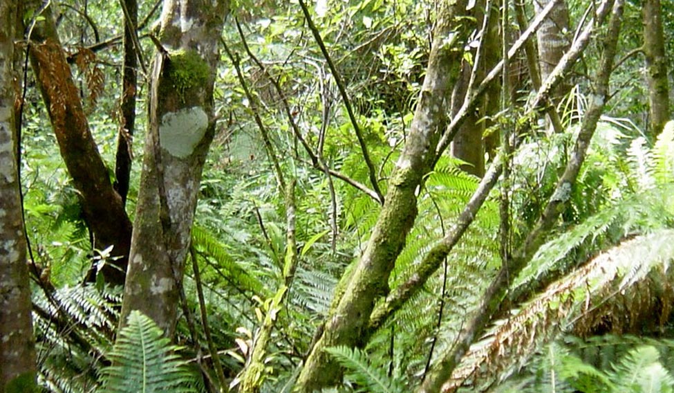 Tasmanian_rainforest