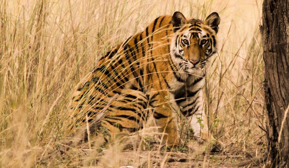 Rebuilding lives of Sundarbans' 'tiger widows'