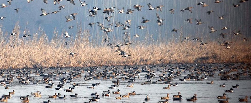 kashmir-birds-1-900-400