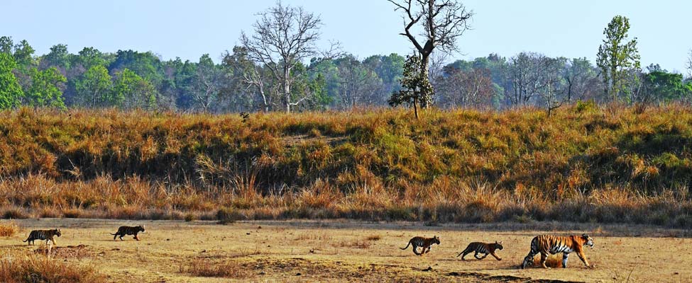 tigers-kanha-rakesh-shukla