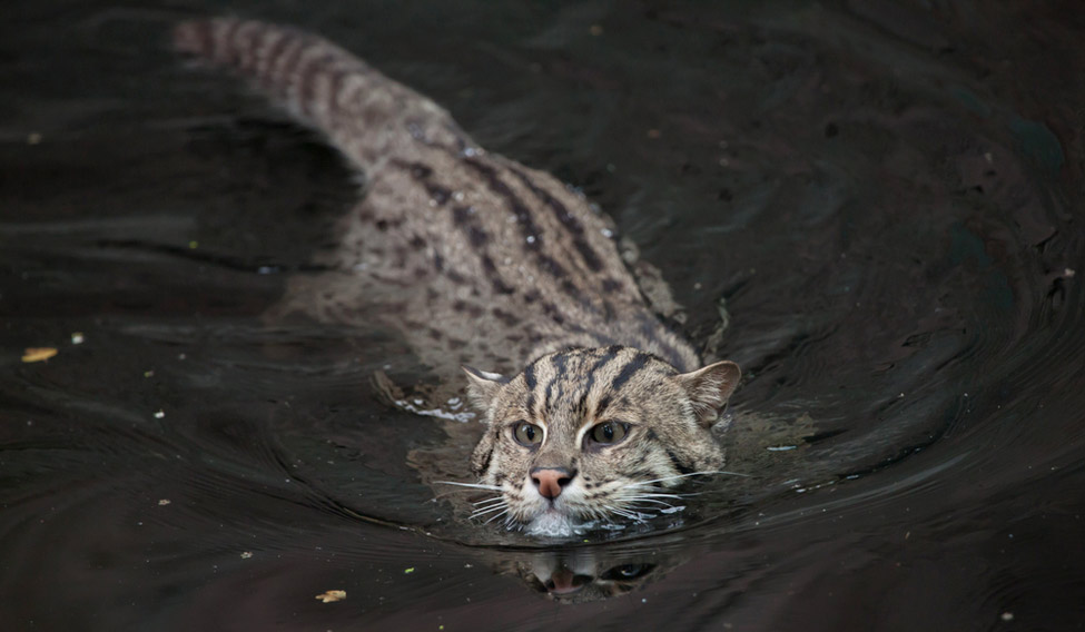 fishing-cat