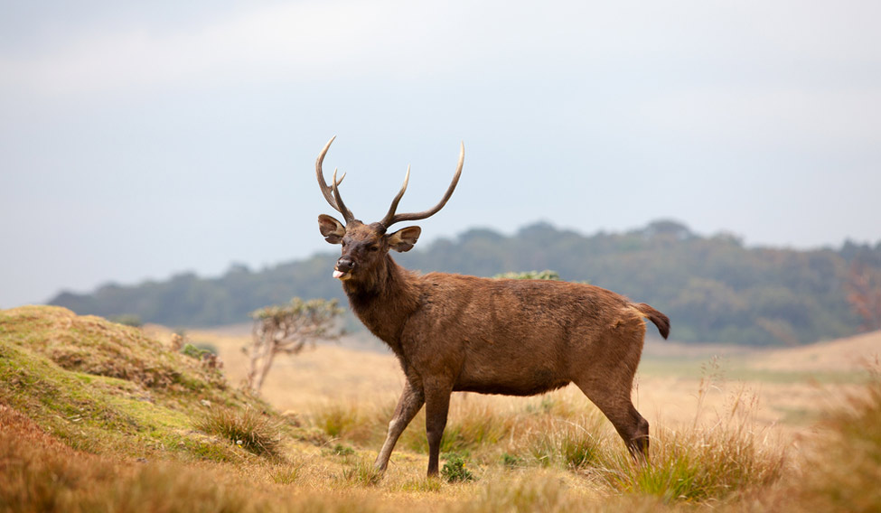 sri-lankan-sambar-deer-horton-plains