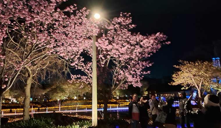 Cherry-Blossoms