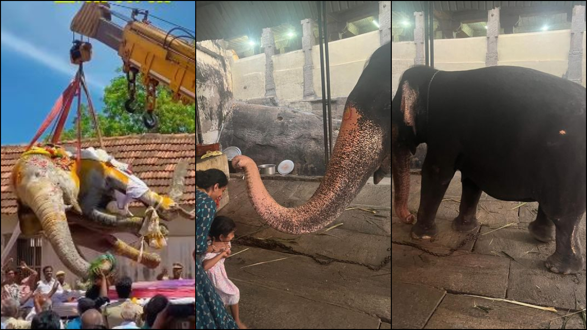 Subbulakshmi, an elephant of Kundrakudi Shanmuganathan temple near Karaikudi in Sivagangai district of Tamil Nadu, died as a consequence of severe burn injuries suffered in a fire incident. 