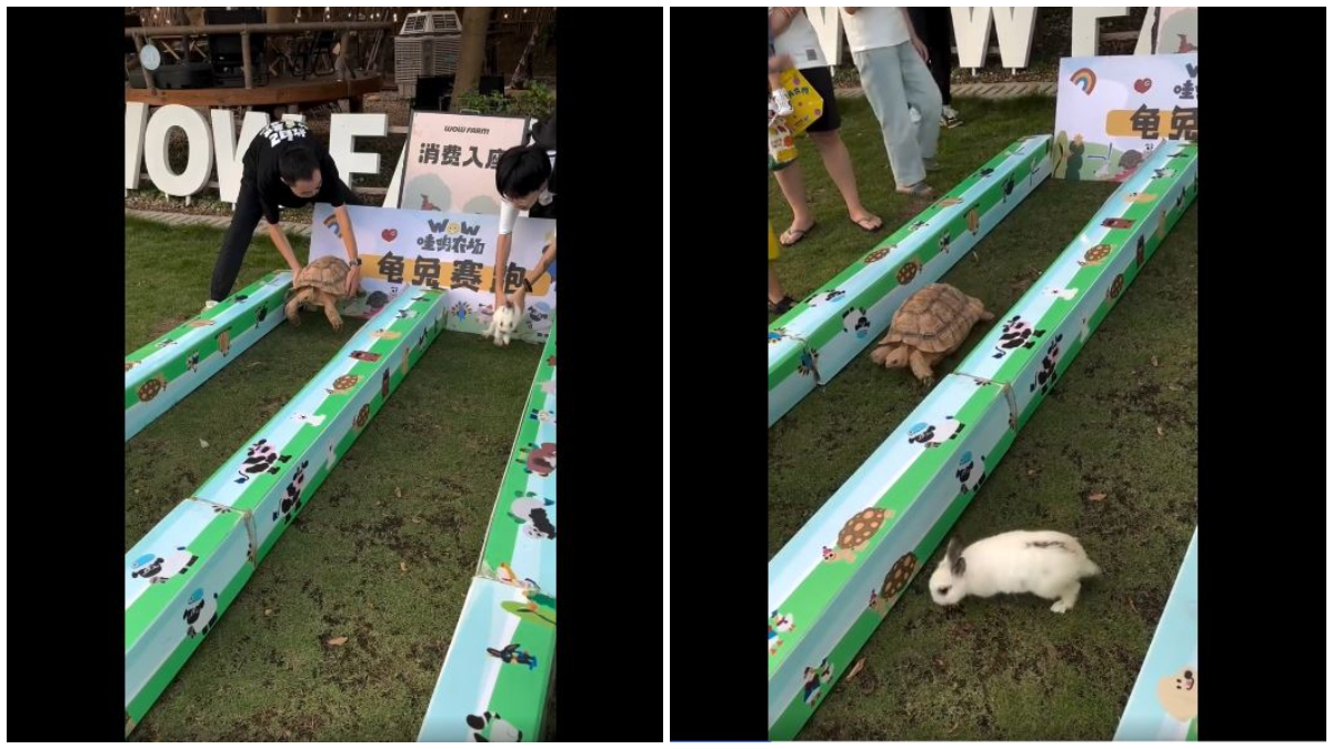 Trending news: A viral video on the internet showed a group making a race track for a hare and a tortoise and the result proved the Aesop fable true!