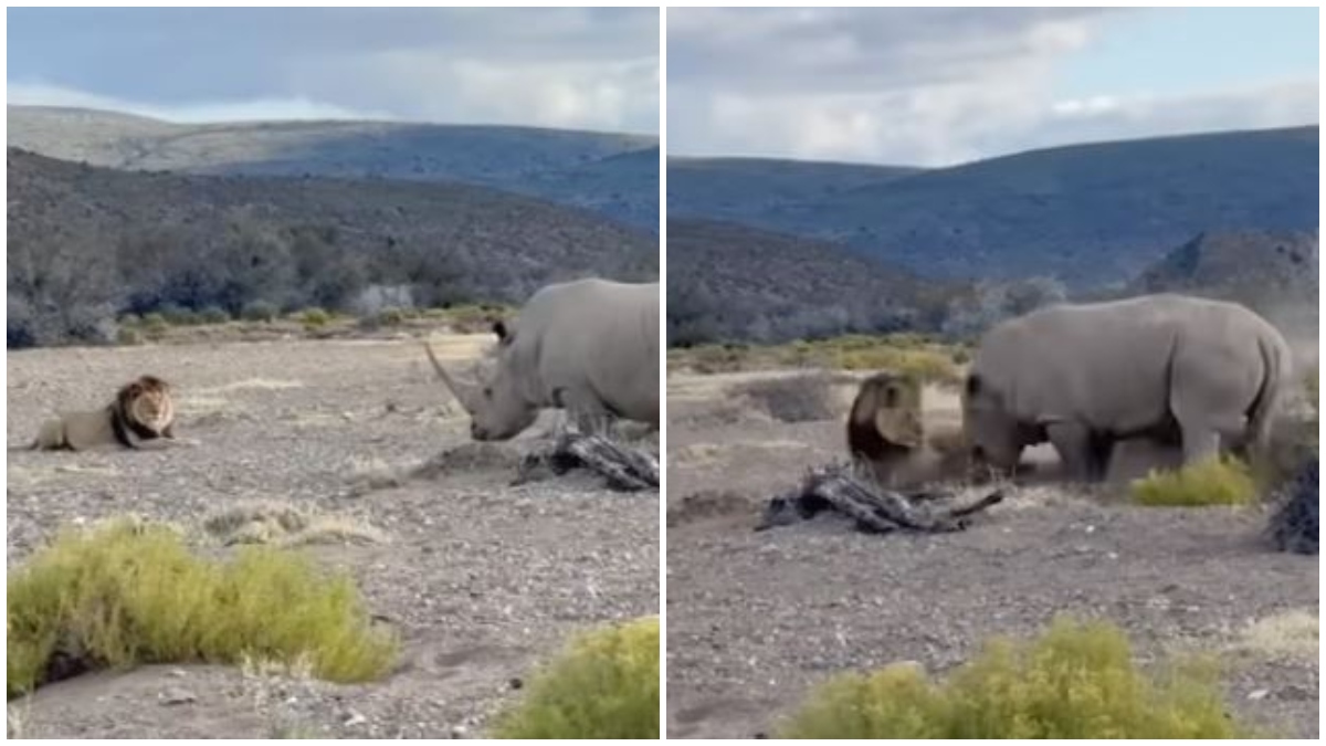 Lion vs Rhino viral video: The King of the jungle escaped the mighty rhinoceros's charge by a whisker, after a lioness initiated trouble at Africa's Sanbona Wildlife Reserve, a viral video showed