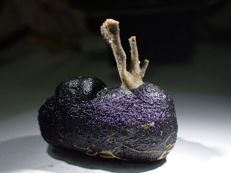 An underwater organism associated with PMN | National Institute of Oceanography Goa.