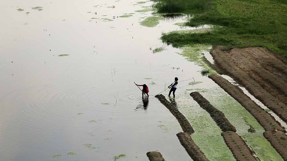 Dogged struggle: Farmers at work on the banks of a tributary of the Wainganga river | Shutterstock