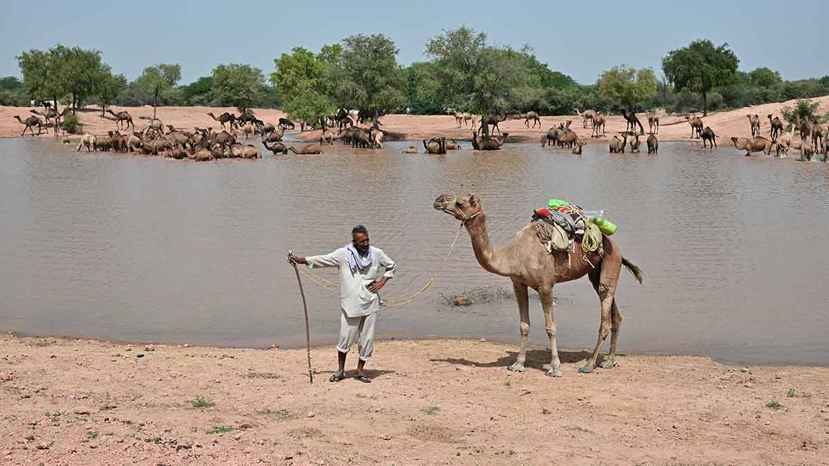 Parched no more: Camel herder Kumbh Singh, from Pokhran, no longer has to travel far for water for his camels | Sanjay Ahlawat
