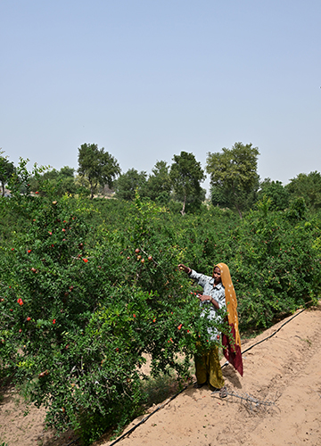 Fruit loop: A worker at an 80-acre pomegranate farm near Jaisalmer | Sanjay Ahlawat