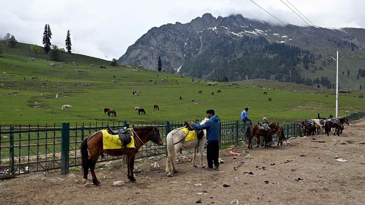 Tough business: Ponies at Sonamarg. The tourist spot now wears a deserted look | Josekutty Panackal