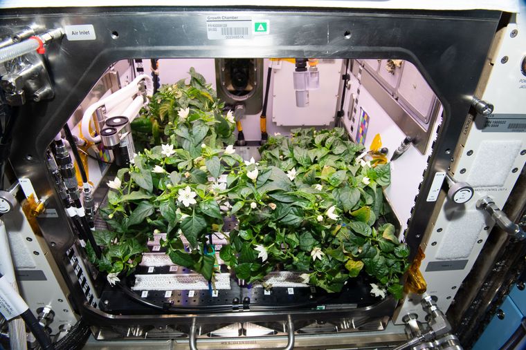 Bloom in space: Chile pepper plants being grown aboard the International Space Station | NASA