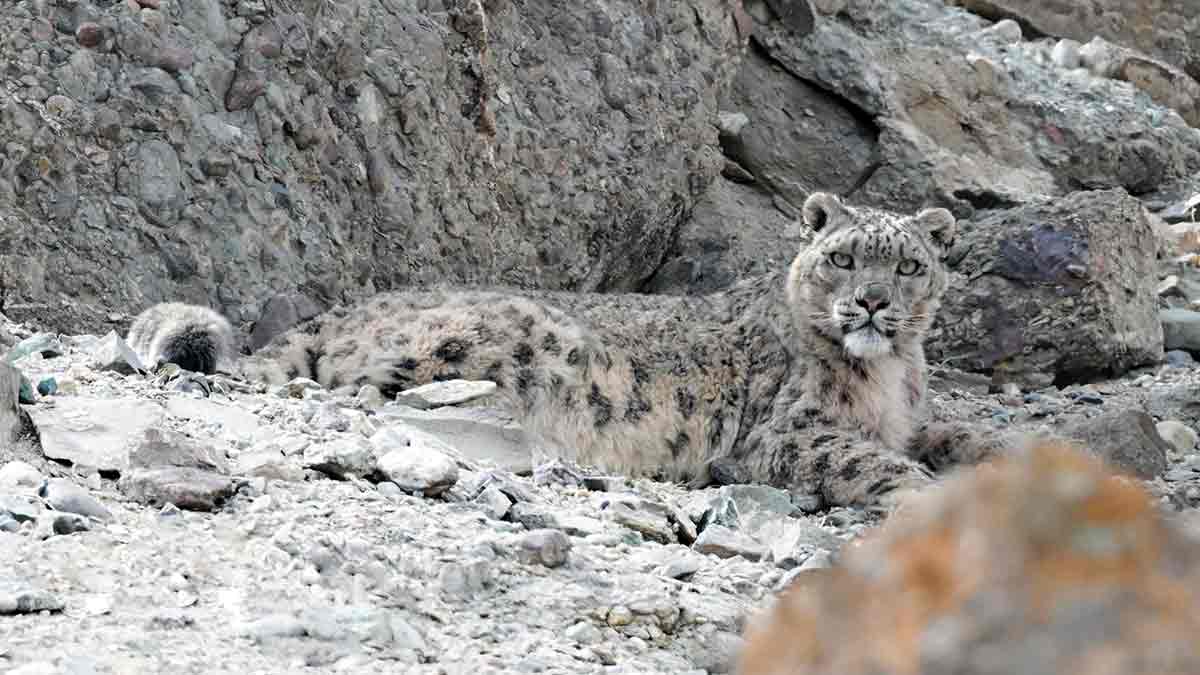 48-A-snow-leopard-rests-on