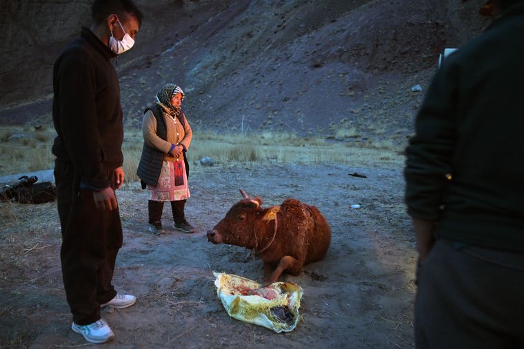 At a loss: Sonam Kunzes with her pregnant cow that was attacked by a snow leopard in Rong village in Gya-Miru Valley; the cow died within days of the attack.