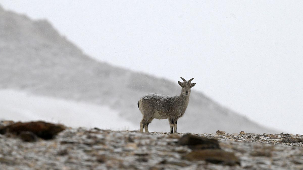 60-A-blue-sheep-also-known-as-bharal 60-A-blue-sheep-also-known-as-bharal