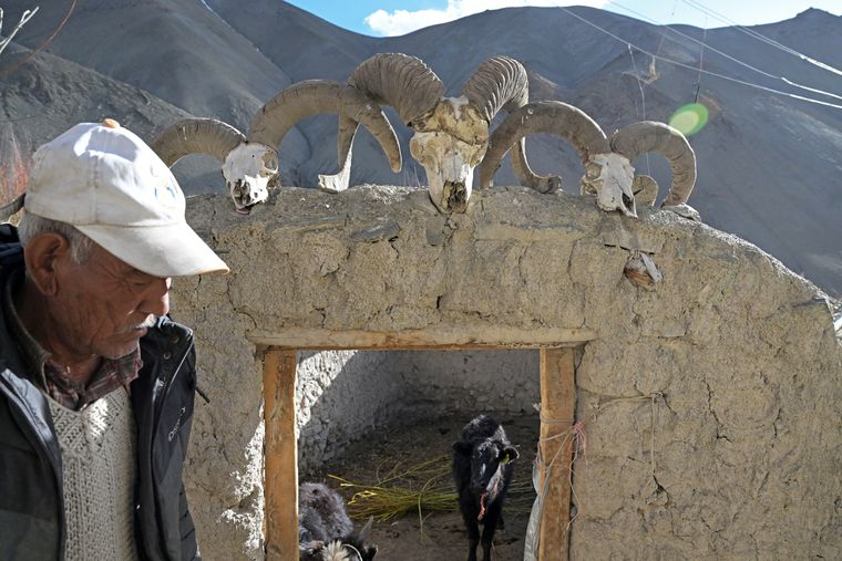 Living with the wild: Tsering Dorje of Rumbak locks his cows in a pen decorated with skulls of blue sheep, urial and argali. Rumbak is situated inside the Hemis National Park.