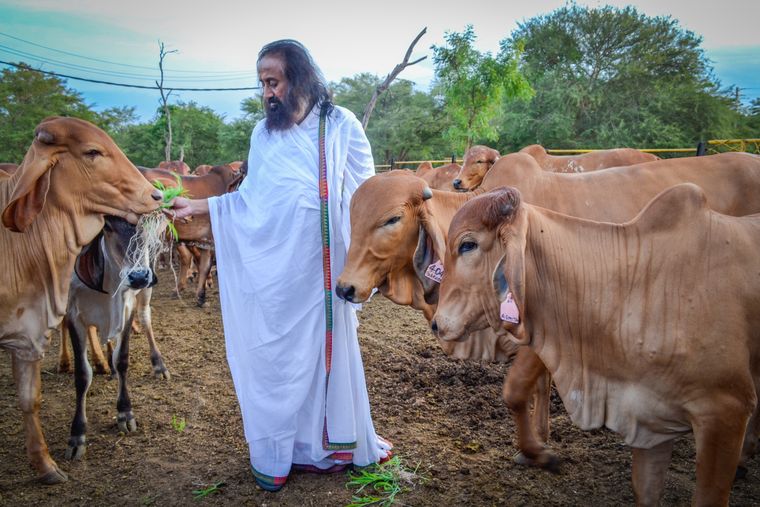 At the gaushala. There are as many as 1,600 cows and bulls at the gaushala | The Art of Living