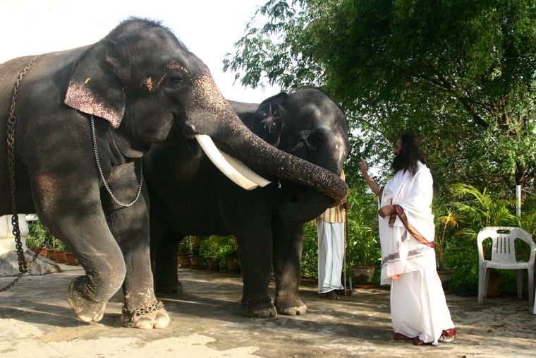 Deep connection: the Gurudev with elephants Indrani (to his right) and Maheshwara who live in AOL headquarters in Bengaluru | The Art of Living