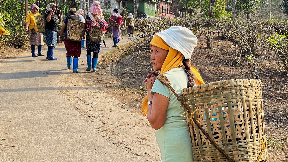 All in a day’s work: Workers on their way back from work at Badamtam tea garden in Darjeeling | Salil Bera