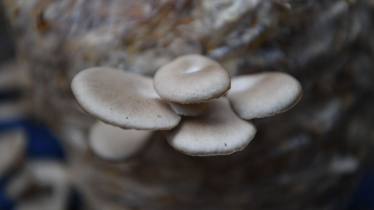 36-Peter-and-Neeno-use-crop-stubbles-to-grow-mushrooms 36-Peter-and-Neeno-use-crop-stubbles-to-grow-mushrooms