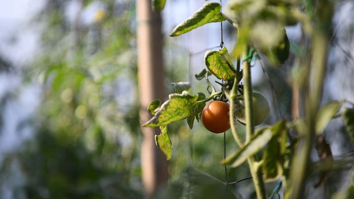 38-cherry-tomatos-at-their-rooftop-garden 38-cherry-tomatos-at-their-rooftop-garden