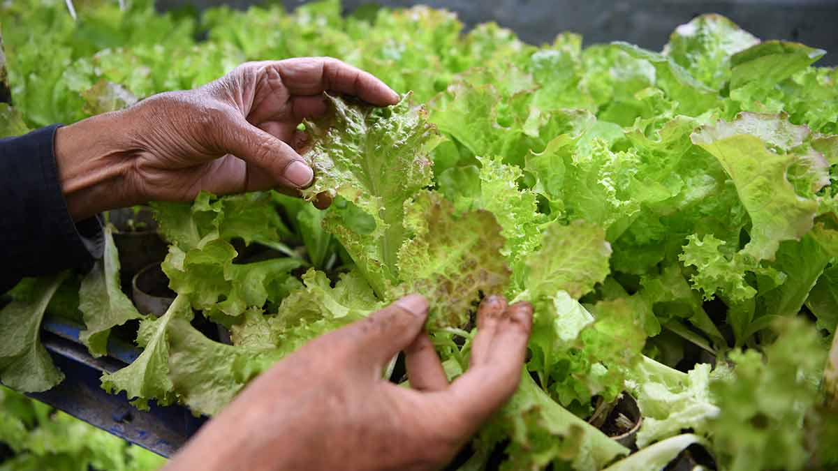 39-the-lettuce-garden 39-the-lettuce-garden
