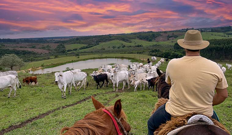 60-Nelore-cattle-on-a-farm-in-Brazil