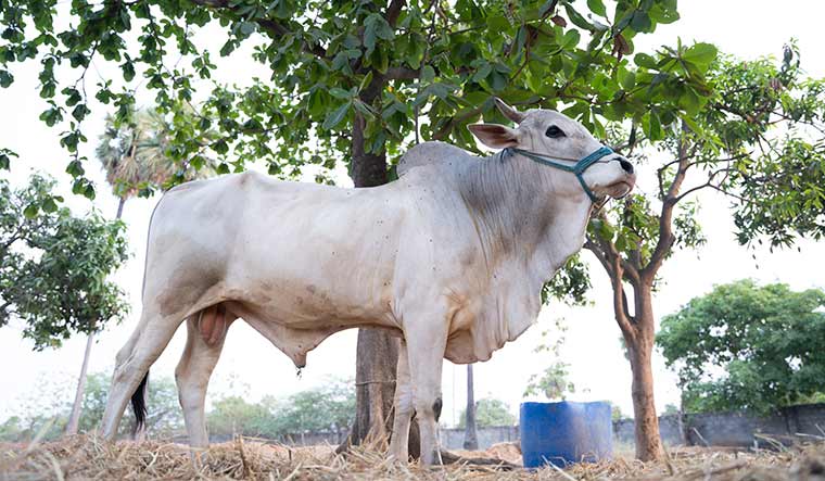 61-A-specimen-of-the-Ongole-cattle