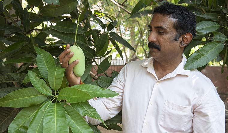 Apple of his eye: Sakhil Thaiyyil with ‘Kurukkan’, a common variety | Ujwal P.P.