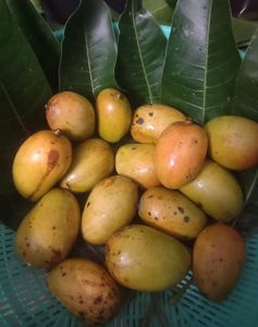 ‘Nalanda’mangoes