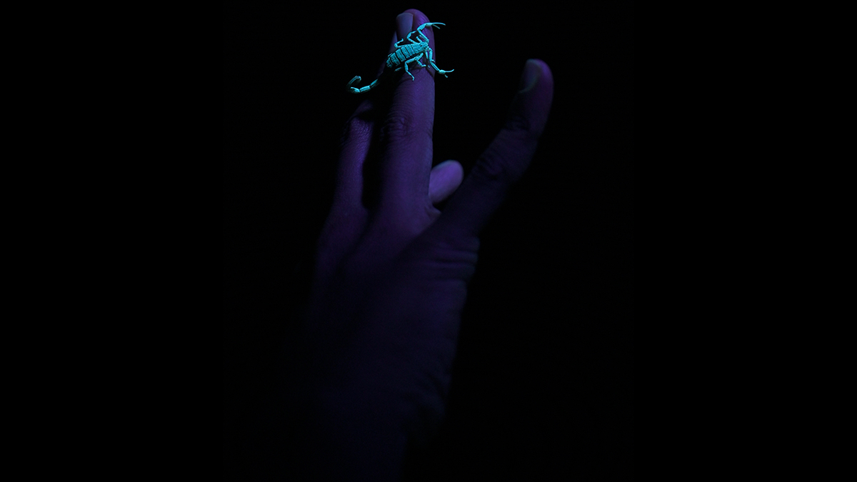 69-a-scorpion-glows-under-UV-light