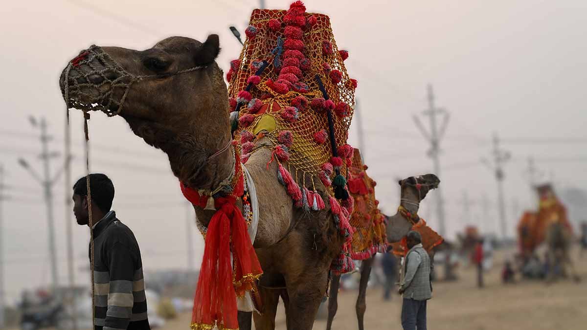 58-a-camel-owner-waiting-for-a-rider-at-the-mela-ground 58-a-camel-owner-waiting-for-a-rider-at-the-mela-ground