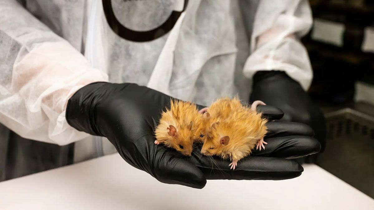 61-Woolly-mice-created-by-Colossal