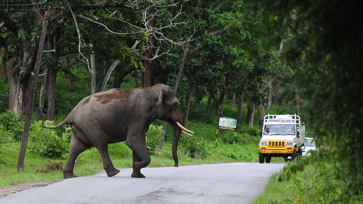 Crossing paths: An elephant crossing the National Highway 181 in Mudumalai Tiger Reserve in Tamil Nadu | Bhanu Prakash Chandra